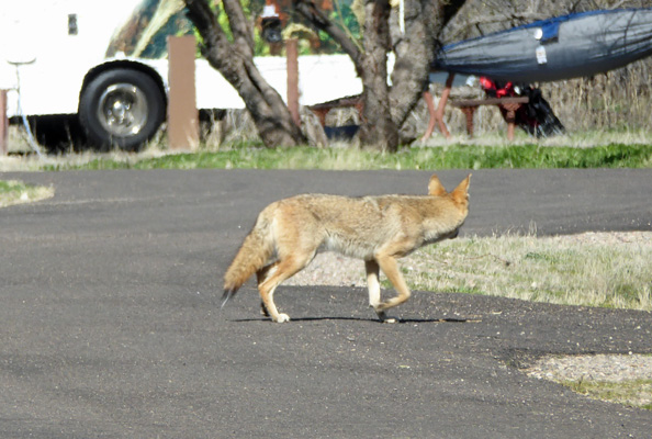 Coyote Catalina State Park