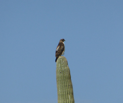 Red tailed hawk