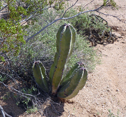 Sineta Cactus