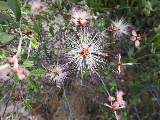 Fairy Dusters (Calliandra eriophylla)