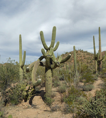 Saguaro with many arms