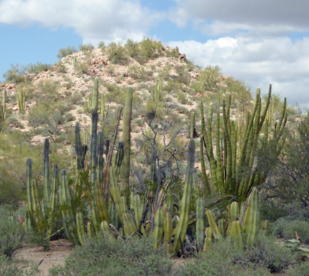 Sineta Cactus