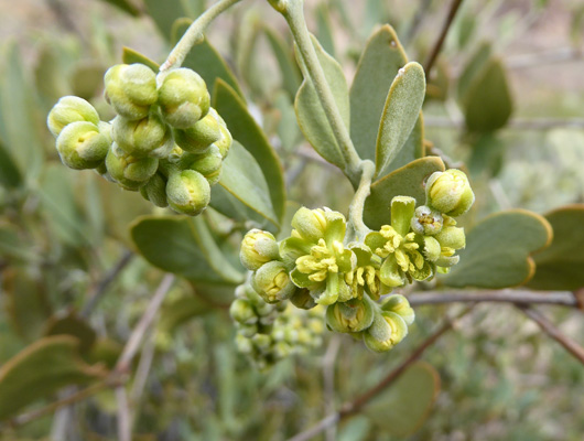 Jojoba blossoms