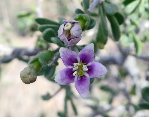 Wolfberry flower