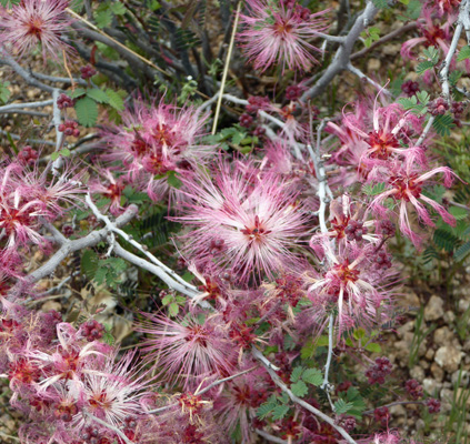 Fairy Dusters (Calliandra eriophylla)