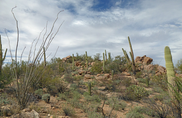 Wild Dog Trail view