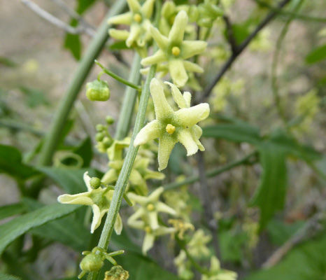 Unknown member of nightshade family