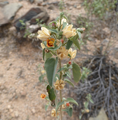 Hoary Indian Mallow (Abutilon incanum)