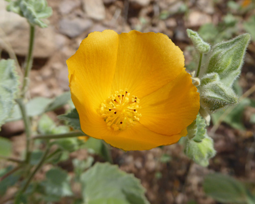 Palmer’s Indian Mallow (Abutilon palmeri)