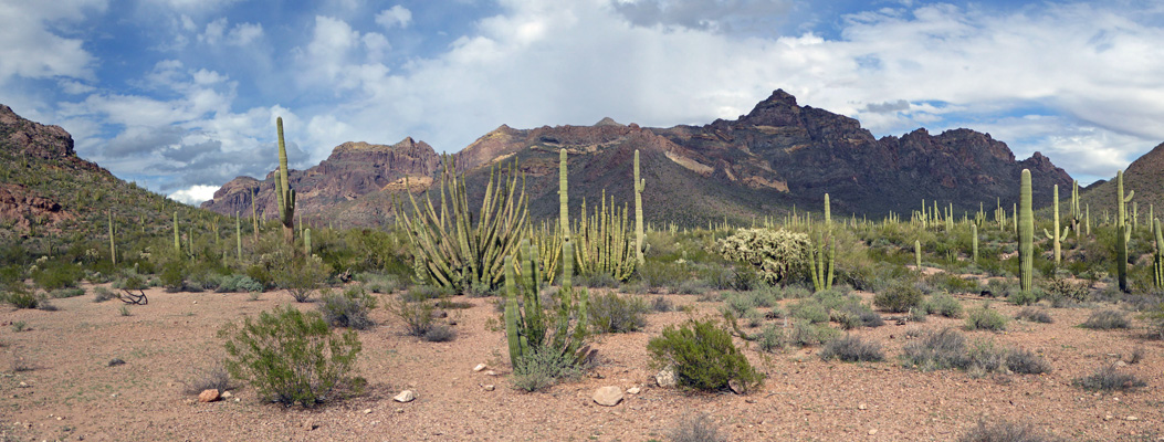 Ajo Mountain Loop Rd view