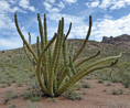 Organ Pipe Cactus