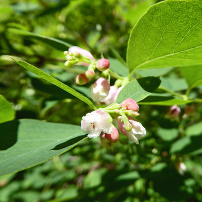 snowberries (Symphoricarpos albus)