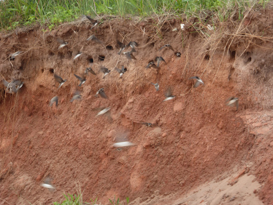 Swallows in cliffside PEI