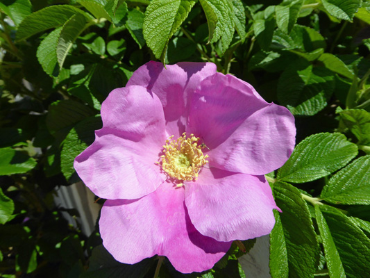 Green Gables Rose