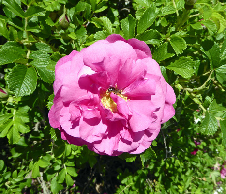 Green Gables Rose