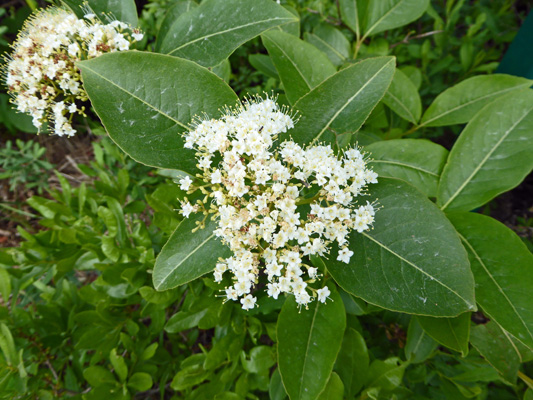 Wild Raisin (Viburnum nudum var. cassinoides)