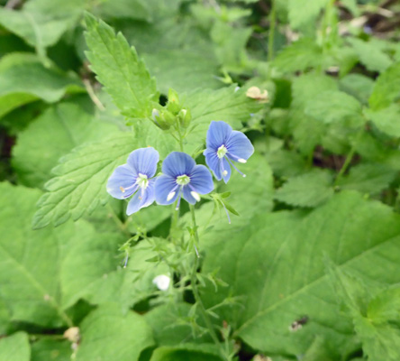 Persian speedwell (Verionica persica)