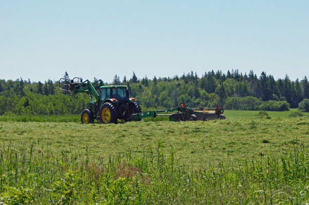 Cutting hay PEI