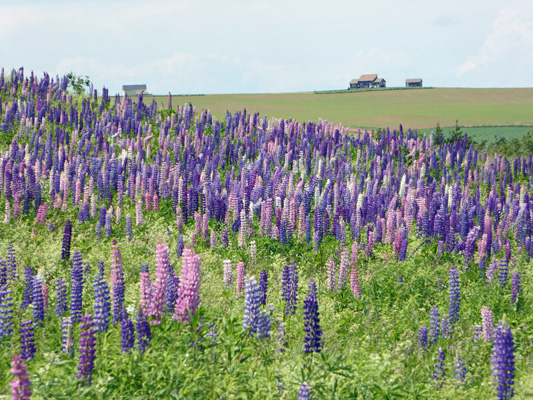 Hillside of lupine near French Creek PEI