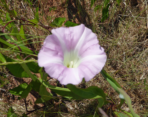 Bindweed (Calystegia sepium)