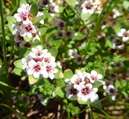 Sea Milkwort (Glaux maritima)