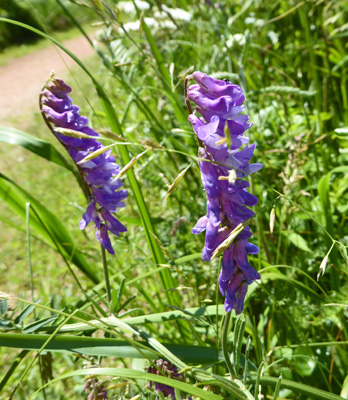 vetch (Vicia sp.)