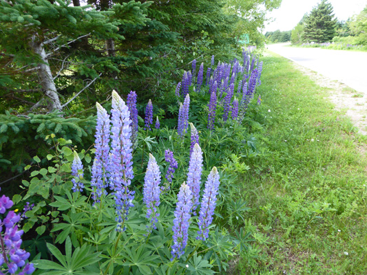 PEI roadside lupine