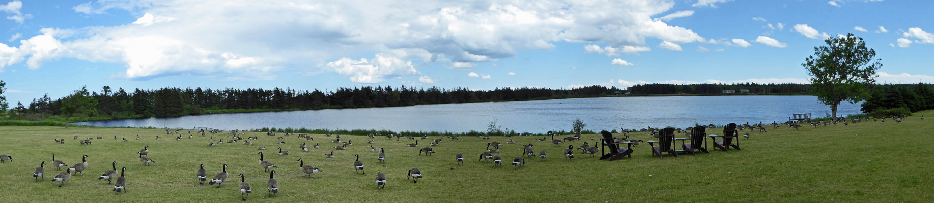 Canada Geese Dalvay-by-the-Sea