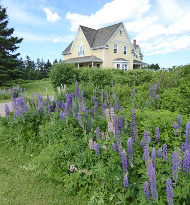 PEI farmhouse with lupine