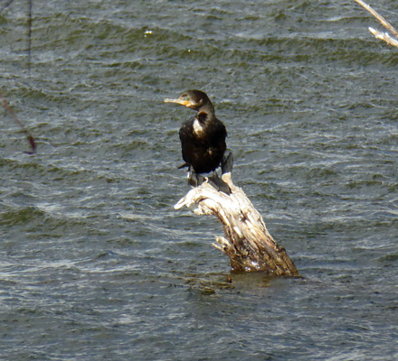 Olivaceous Cormorant