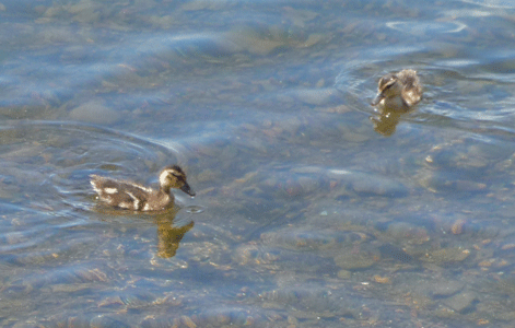 2 ducklings