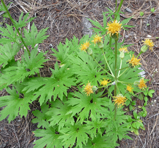 Silvercrown luina (Luina nardosmia)