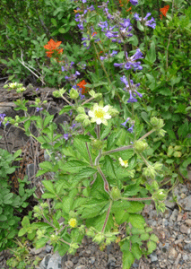 sticky cinquefoil (Potentilla glandulosa) and paintbrush and Chelan Penstemon