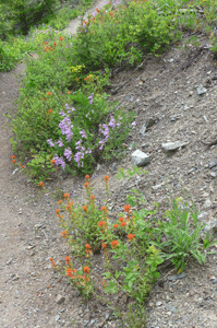 Penstemon and Paintbrush North Cascades