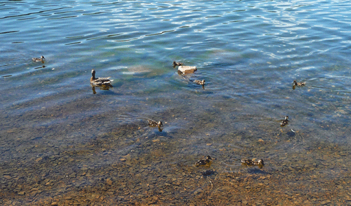 Duck and 8 ducklings