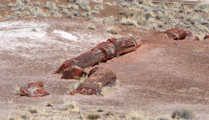 logs at Jasper Canyon Petrified Forest NP