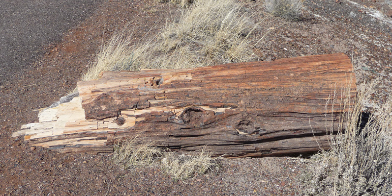 Petrified log