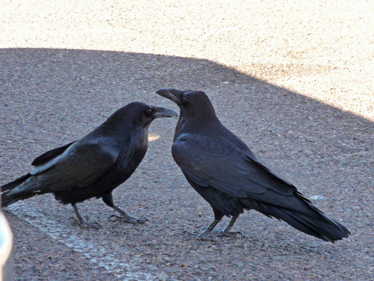 Ravens Petrified Forest NP