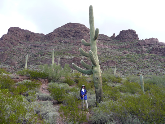 Walter Cooke large saguaro cactus Organ Pipe NM