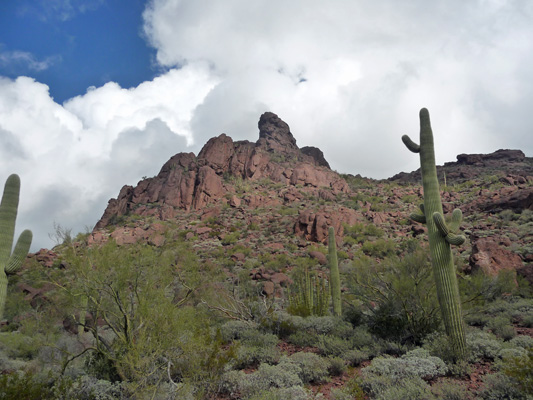 Alamo Canyon trail Organ Pipe Cactus NM