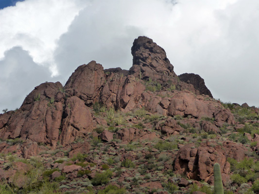 Organ pipe cactus on hillside Alamo Canyon
