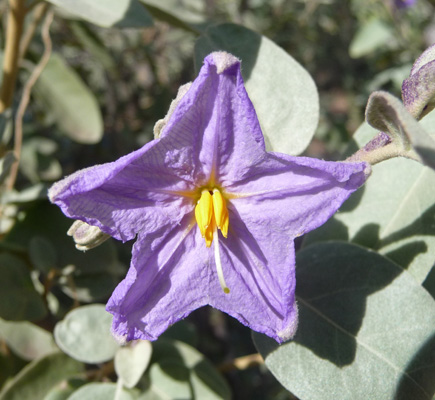 Sonoran Nightshade