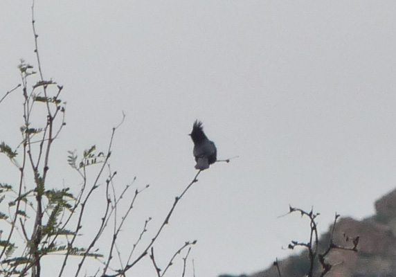 Phainopepla Organ Pipe Cactus Nat'l Mon