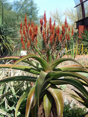 Spire Aloe Desert Botanical Garden
