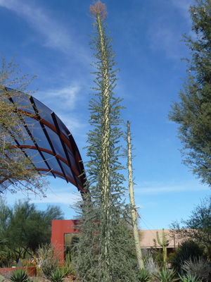 Boojum Tree Desert Botanical Garden Phoenix