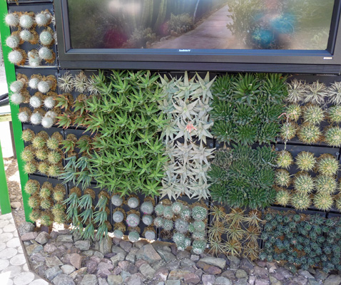 wall of small cacti and succulents Desert Botanical Garden Phoenix