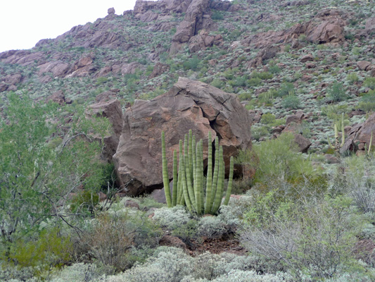 Organ Pipe Cactus Nat'l Mon.