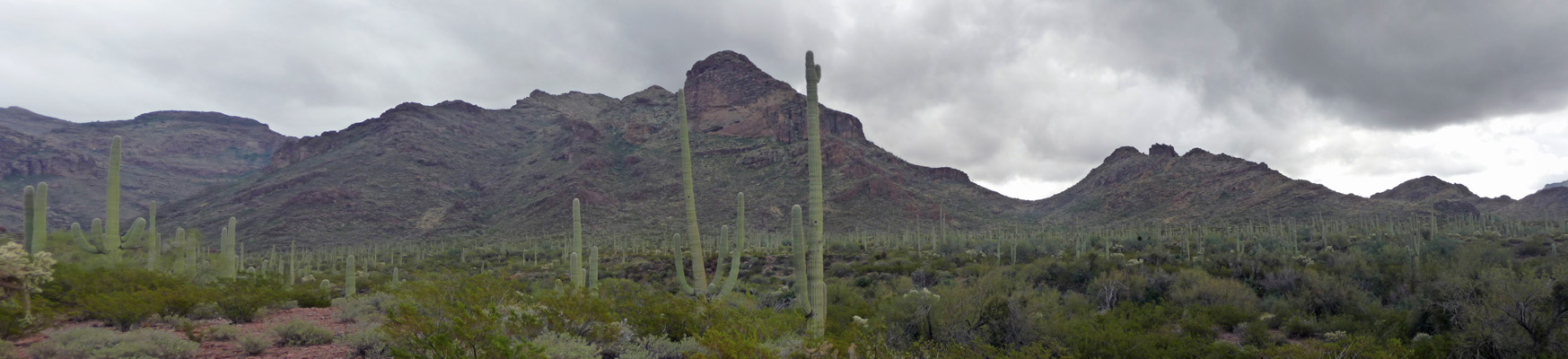 Alamo Canyon Organ Pipe Cactus NM