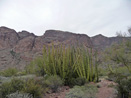 Organ Pipe Cactus National Monument