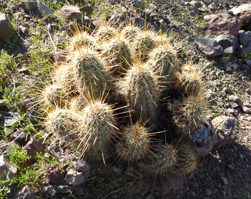 Hedgehog cactus